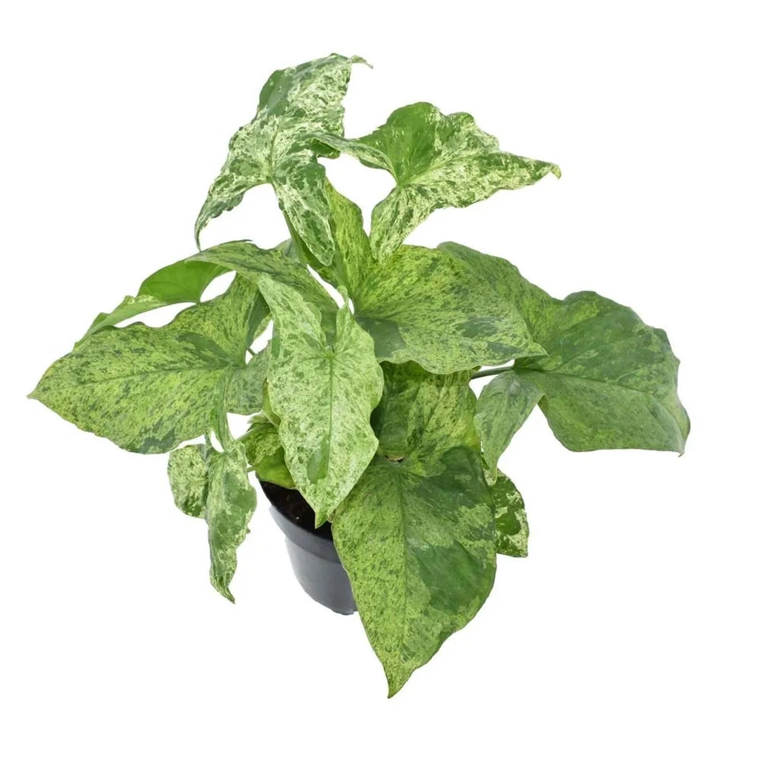 Zroślicha (Syngonium Mottled) - don. 12 cm