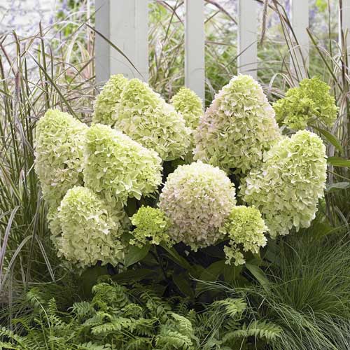 1 buc, Hydrangea panic. Little Fresco, С2 - Răsaduri: Mod de ambalare: 1 buc
