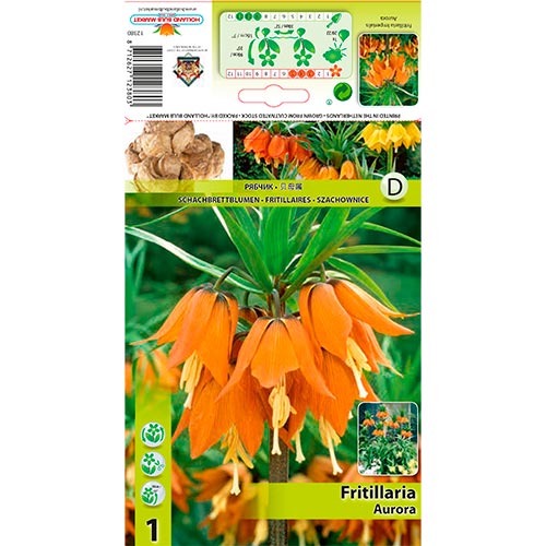 1 buc, Lalea imperială (Fritillaria) Aurora - Bulbi: Mod de ambalare: 1 buc