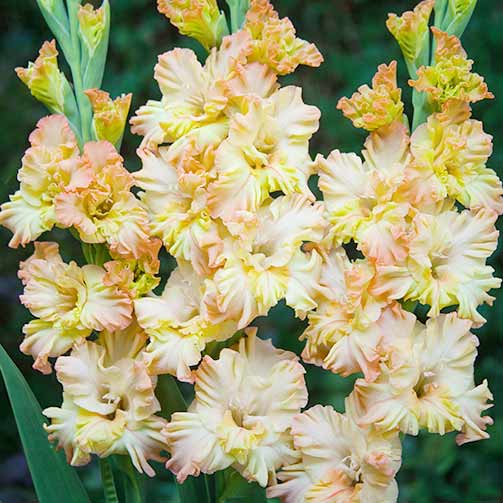 10 buc, Gladiole ondulate Rumba Frizzle - Bulbi: Mod de ambalare: 10 buc