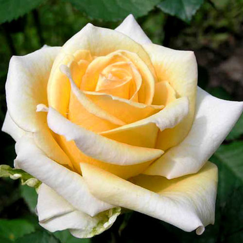 1 buc, Trandafir teahibrid Yellow White - Butași: Mod de ambalare: 1 buc