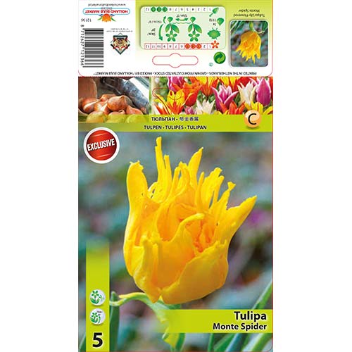 5 db, Tulipán Monte Spider - Hagymák: Mod de ambalare: 5 db