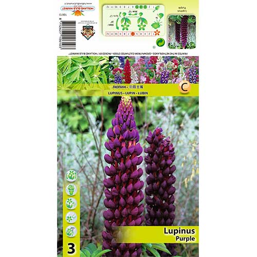 1 szt, Łubin Purple - Cebule: Ilość w opakowaniu: 3 szt.