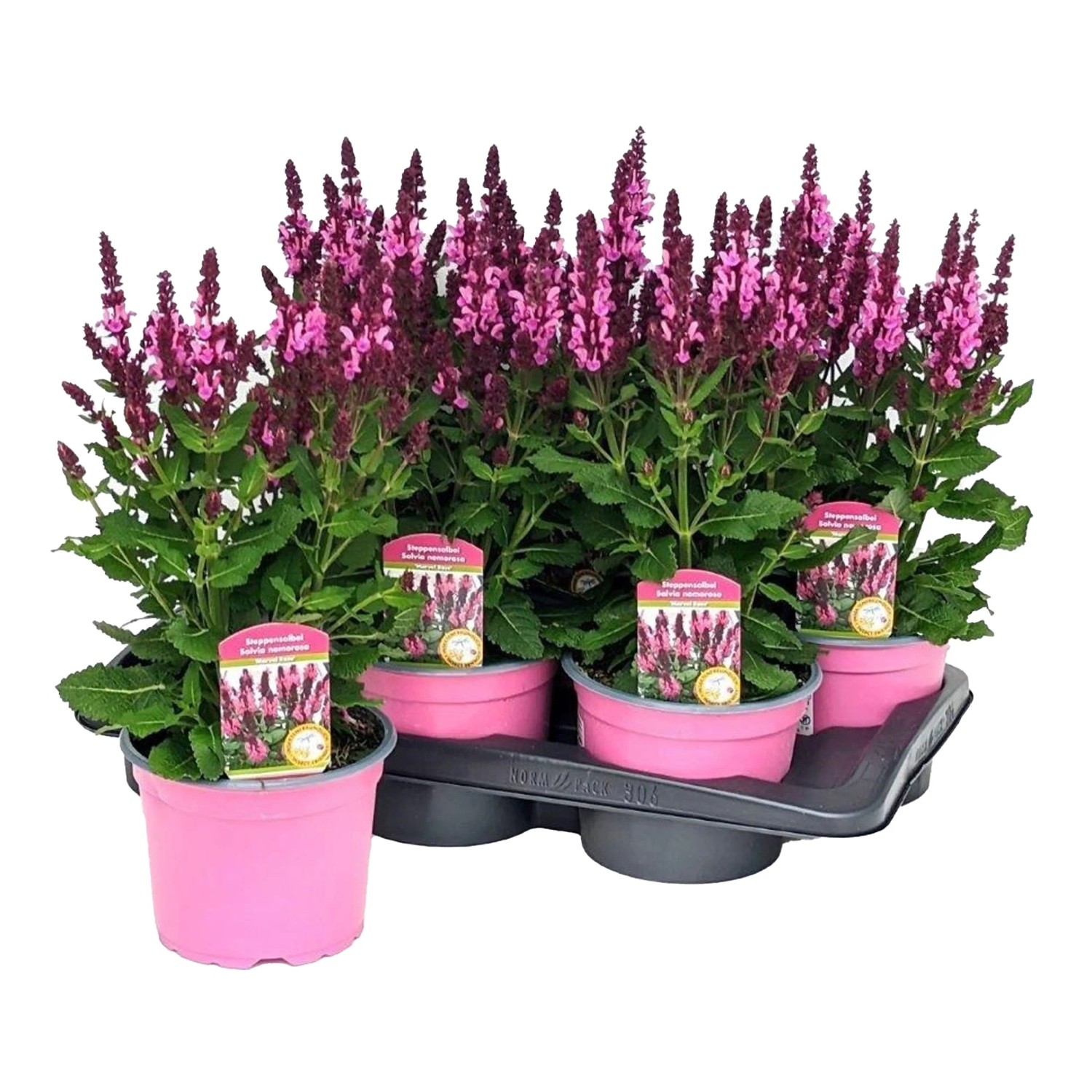 Salvia nem. Marvel Rose T17