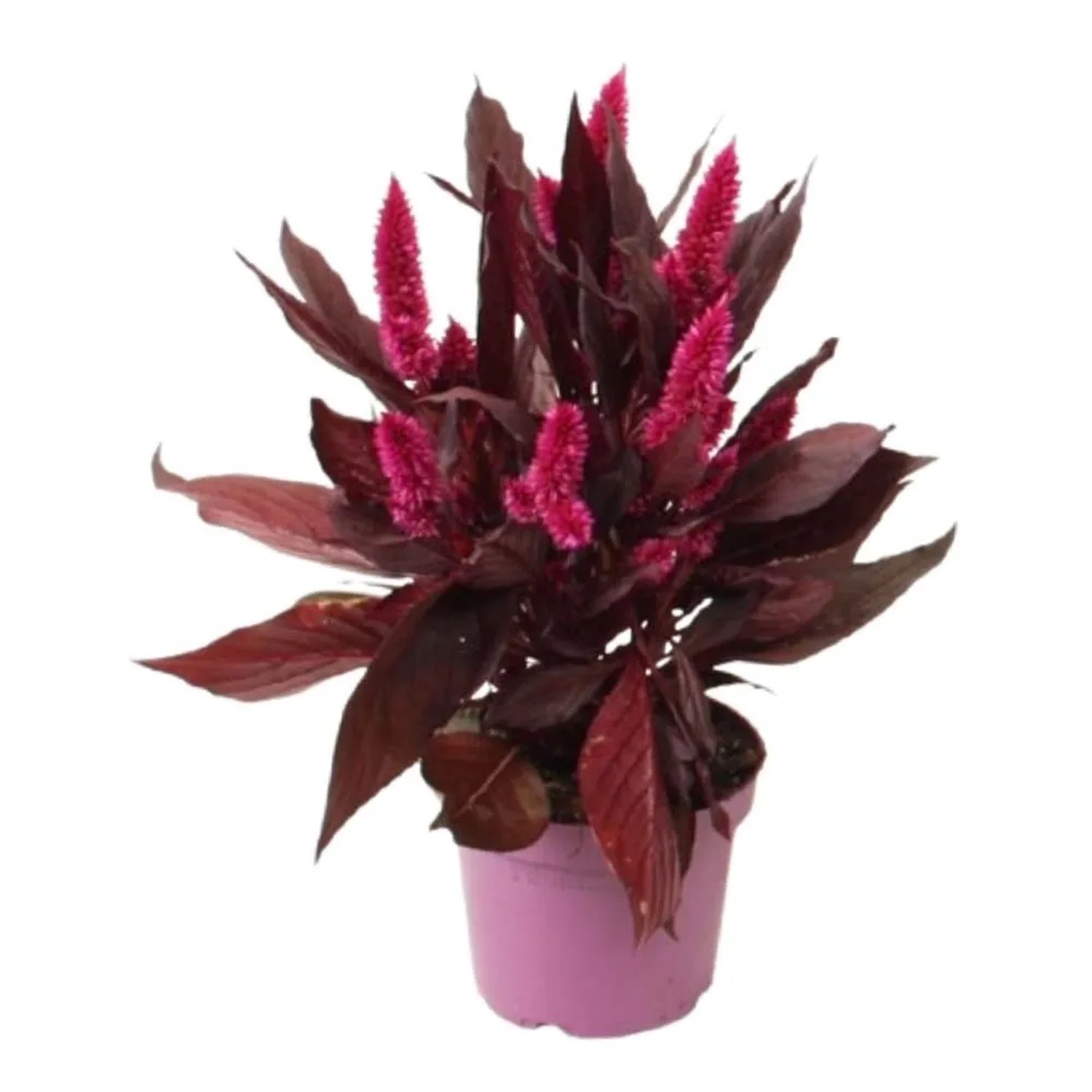 Celozja Mystic Shades (Celosia) - don. 12 cm