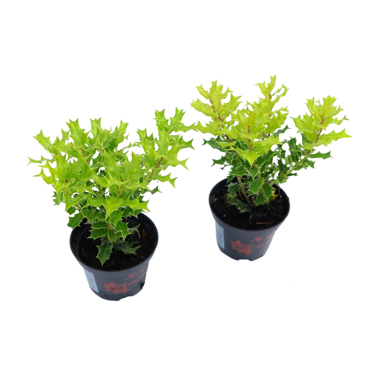 4 Flower Ilex Ostrokrzew don.5,5cm