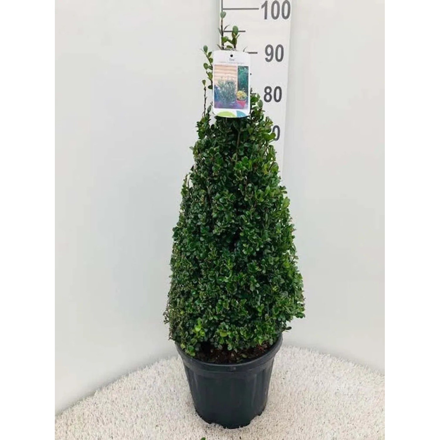 Ostrokrzew (Ilex Caroline Piram) - don. 9 cm