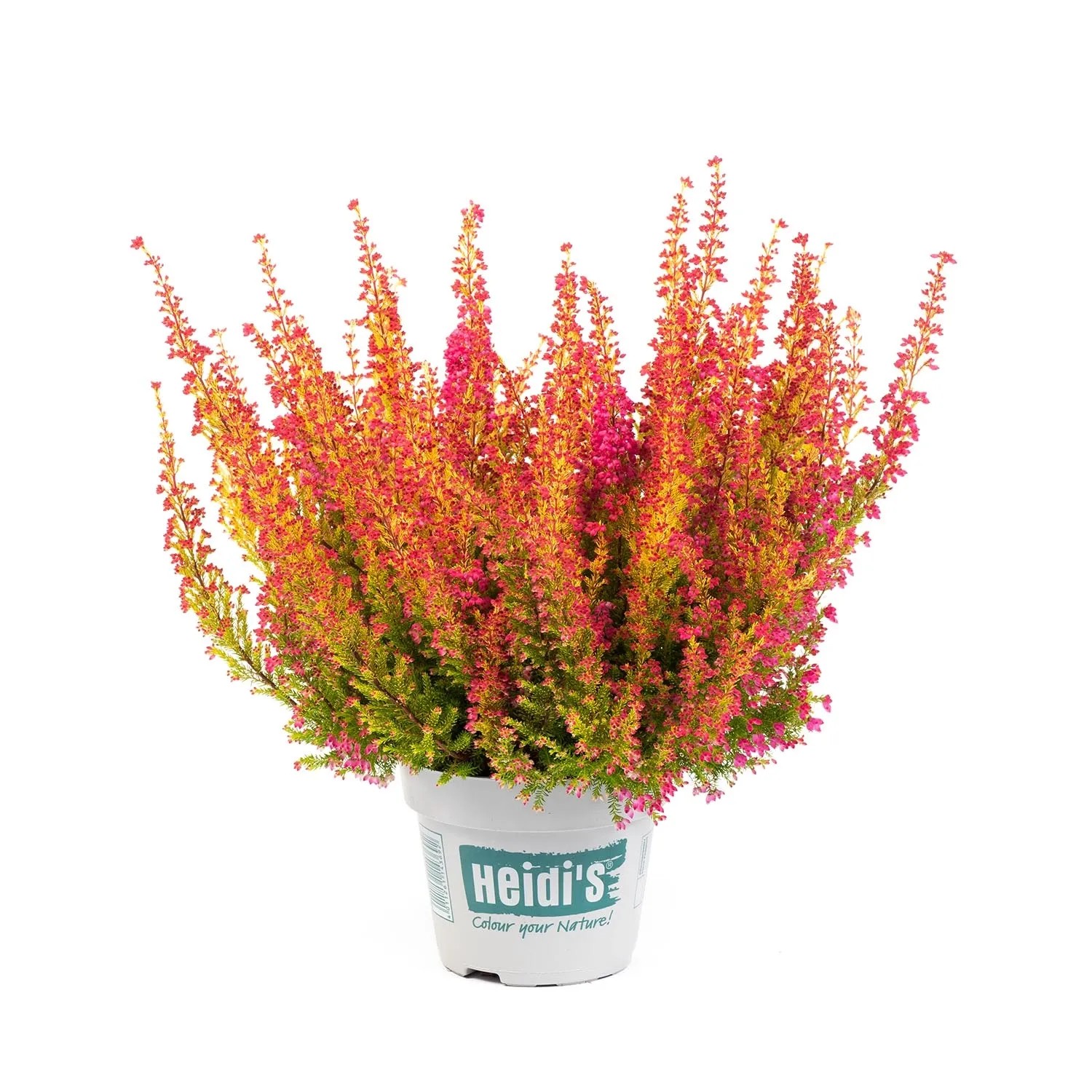 Wrzosiec (Erica gracilis Heidi) don. 12 cm