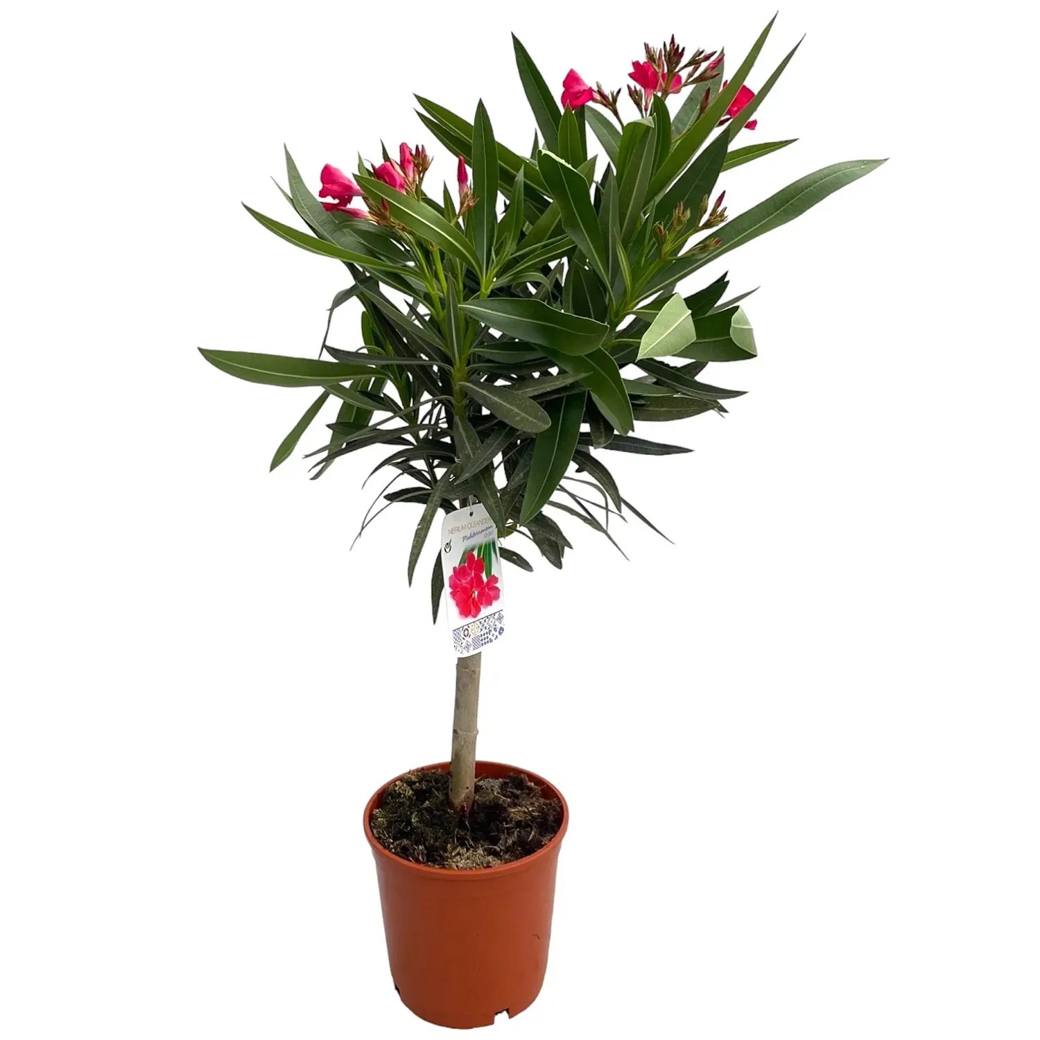 Oleander pospolity (Nerium oleander) don. 17 cm