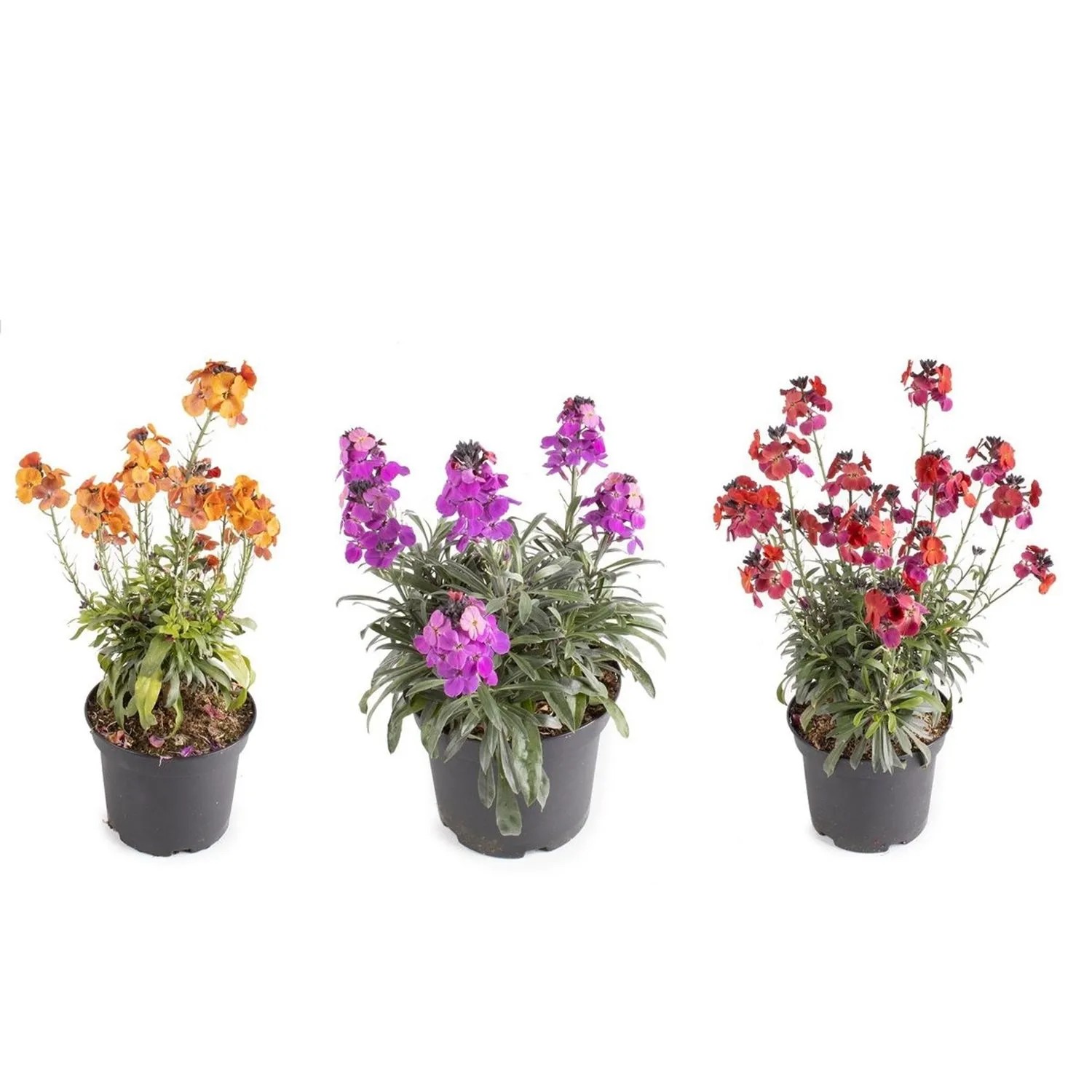 Erysimum Winter Series - don. 15 cm