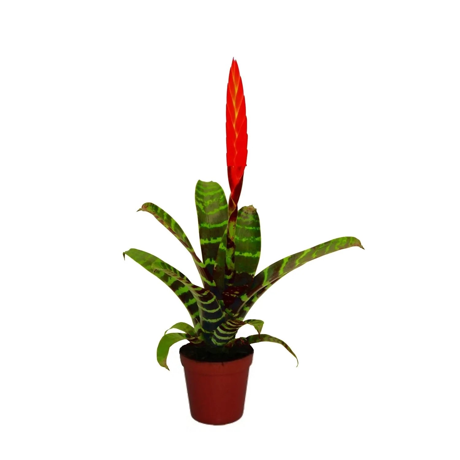 Frizea (Vriesea Eramini) - don. 5,5 cm