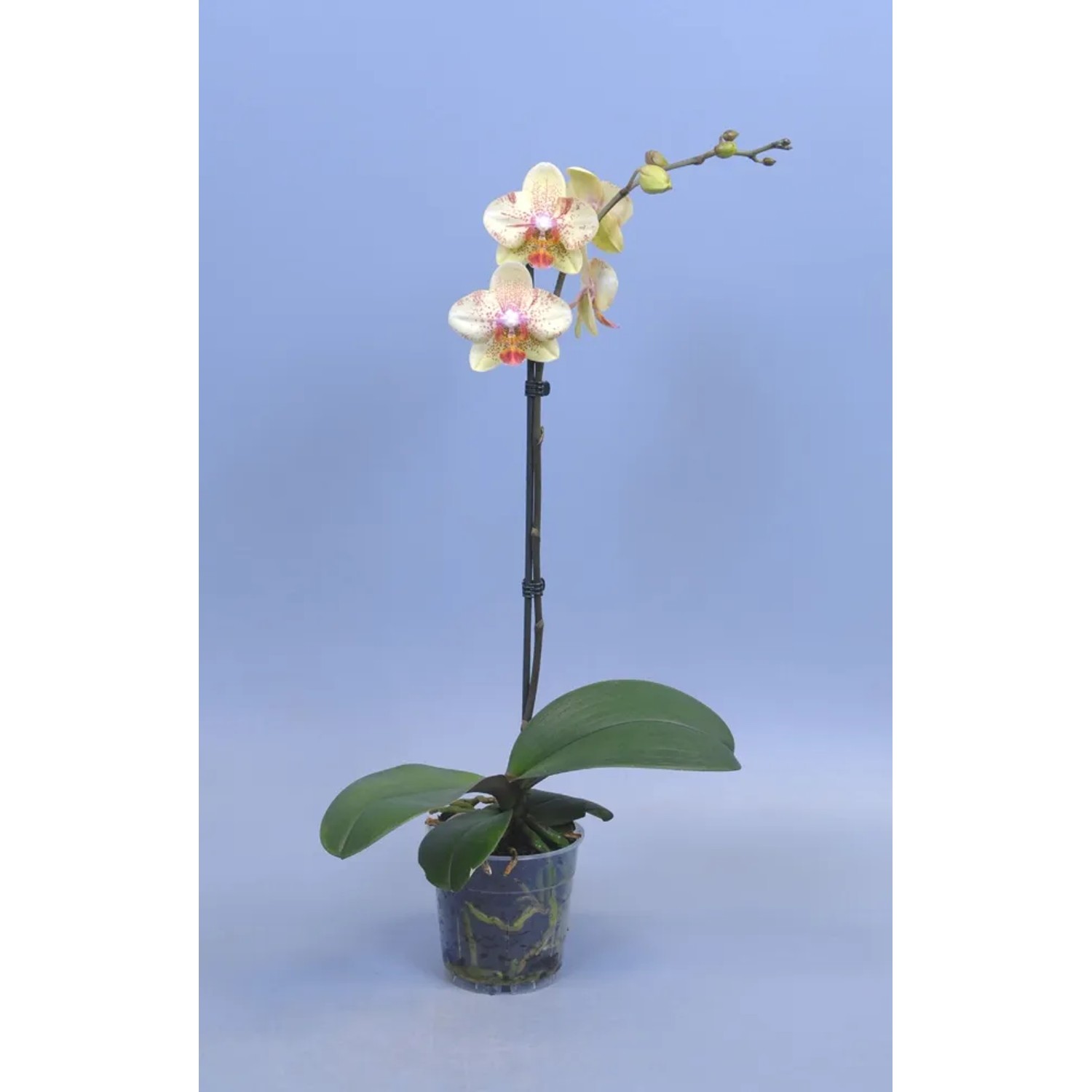 Falenopsis - Ćmówka - Storczyk (Phalaenopsis sp.) 1pęd wys. 60cm don. 12cm