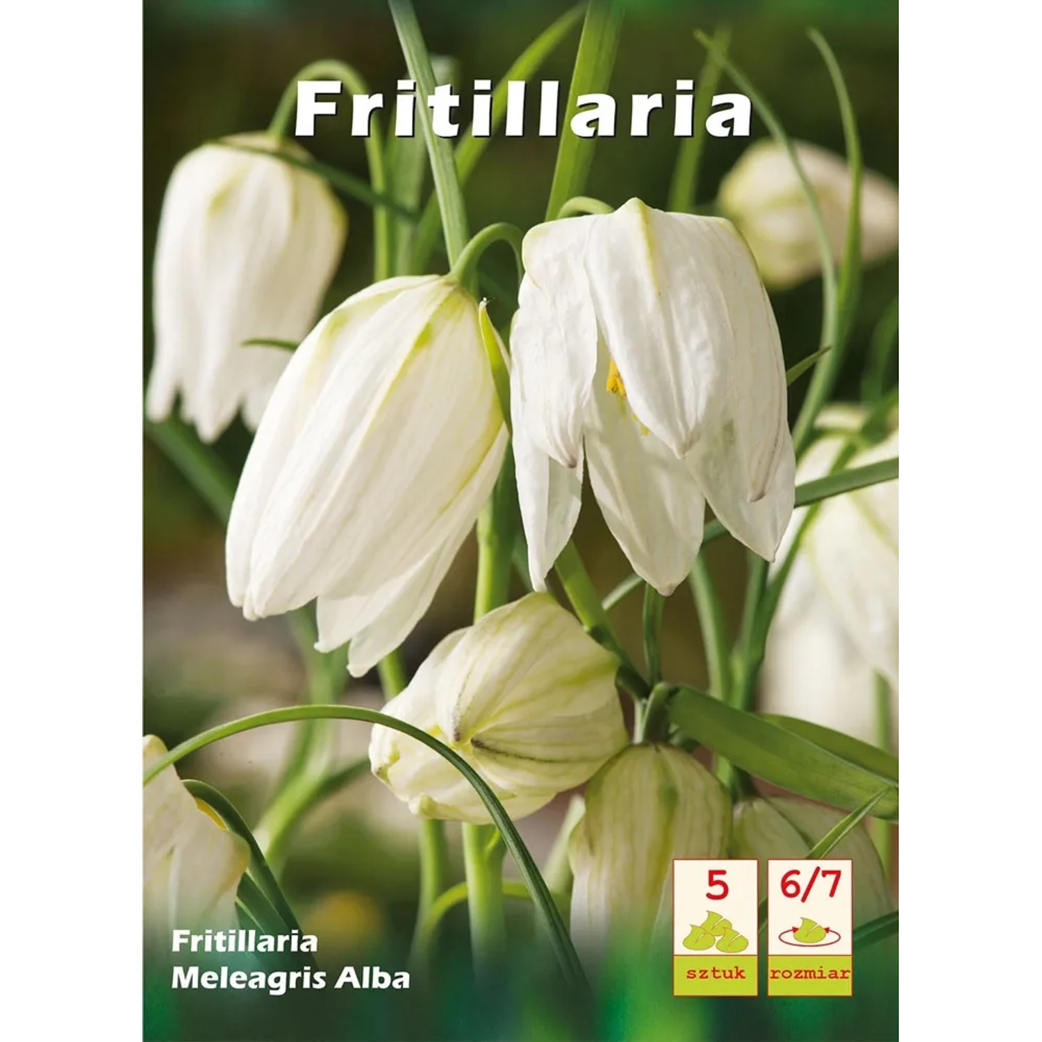 Szachownica kostkowata (Fritillaria Meleagris) Alba - 5 szt.