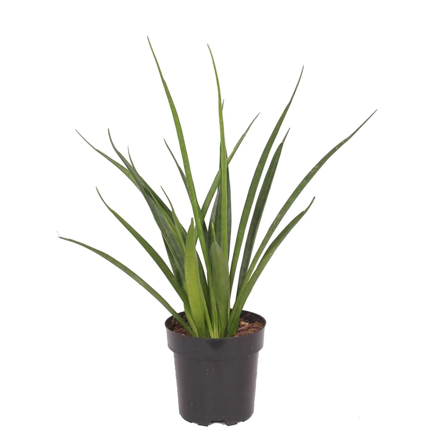 Sansewieria (Sansevieria kirkii) 'Friends' wys. 35-40cm don. 12cm