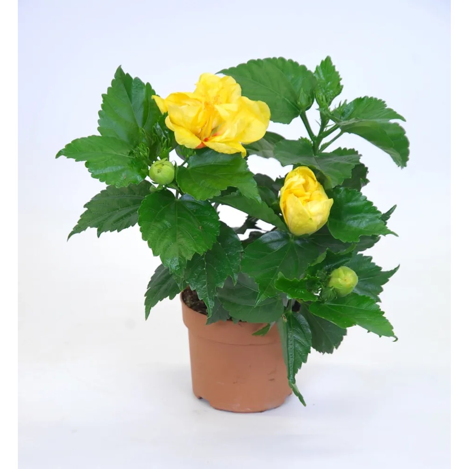 Hibiscus krzew don. 13cm