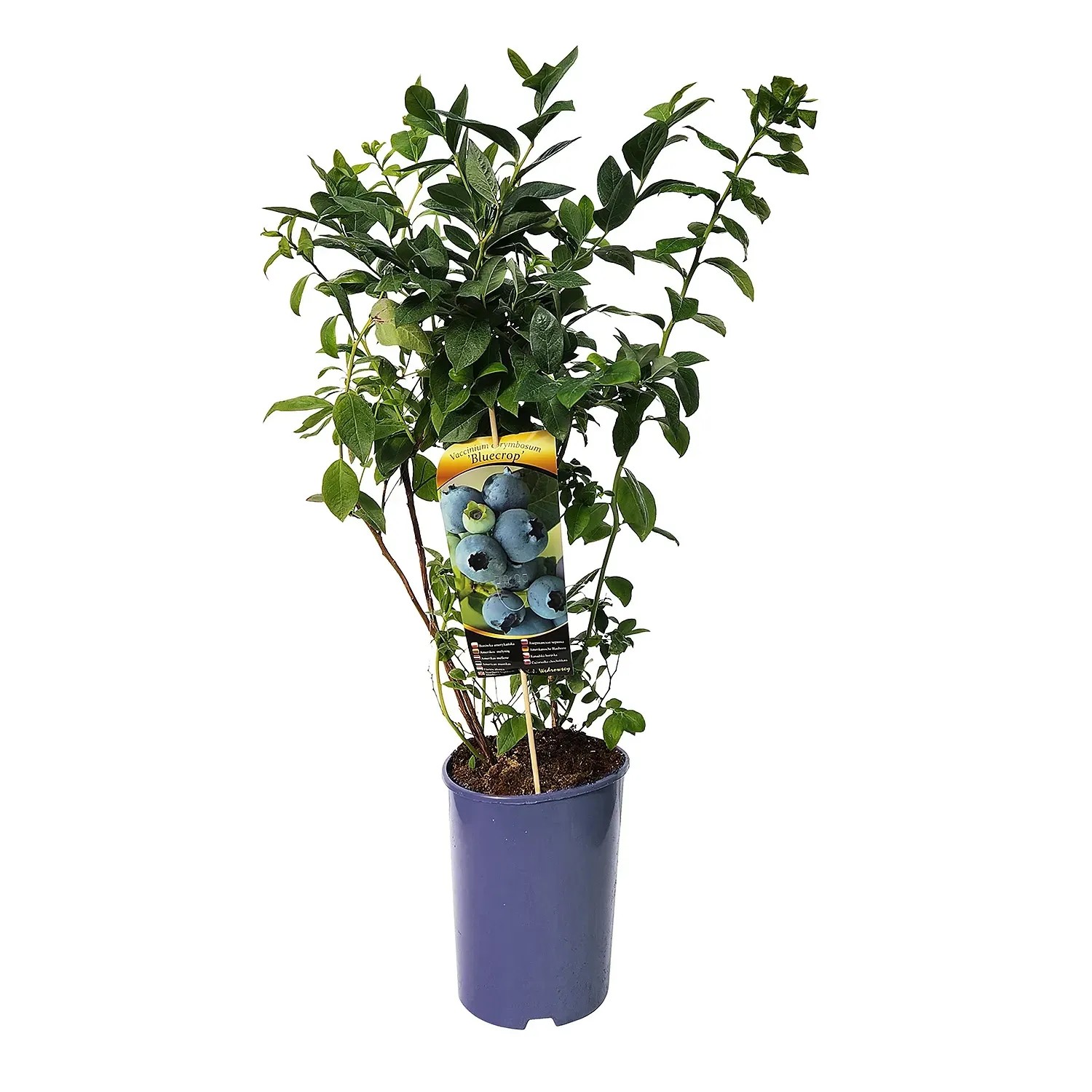 Borówka Amerykańska (Vaccinium corymbosum) don. 4 l