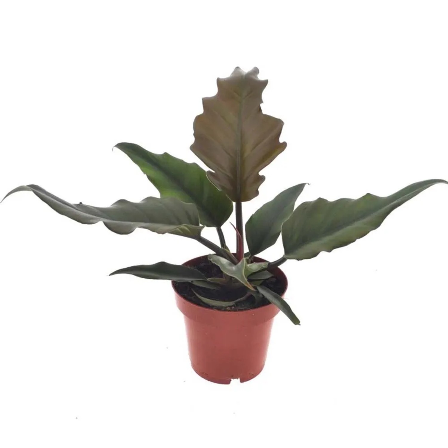 Filodendron (Philodendron) Caramel - don. 12 cm