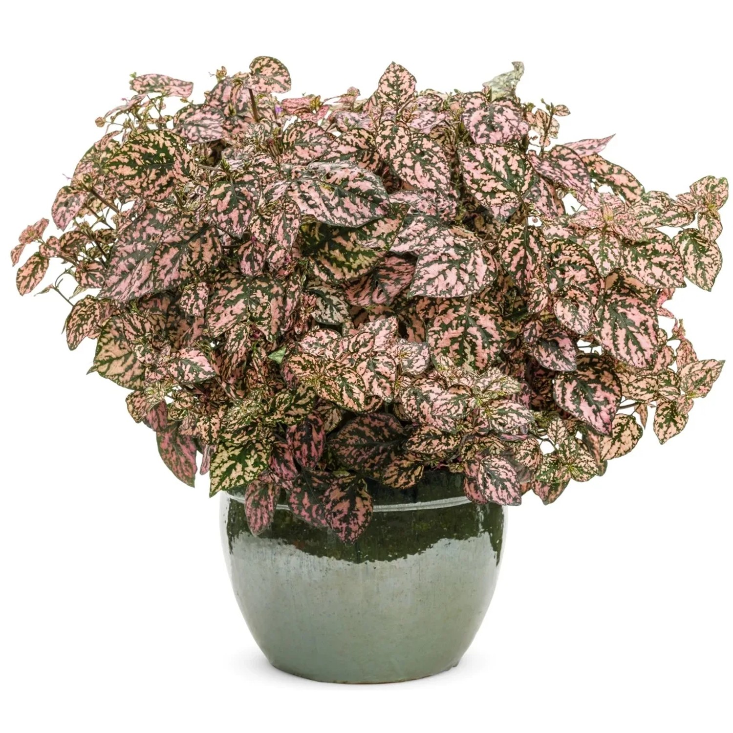 Niedośpian (Hypoestes) don. 10 cm