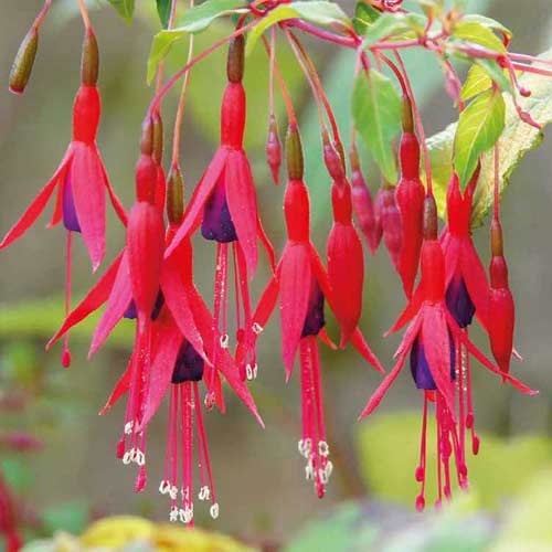 1 saz, Fuchsie Riccartonii - : Monžstvo balíkov: 1 saz