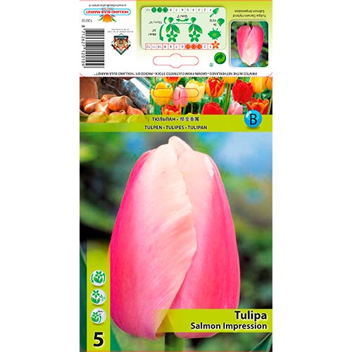 5 cib, Tulipán Salmon Impression - : Monžstvo balíkov: 5 cib
