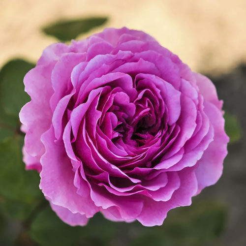 Ruža floribunda Adore Aroma , С3 - : Monžstvo balíkov: 1 sad