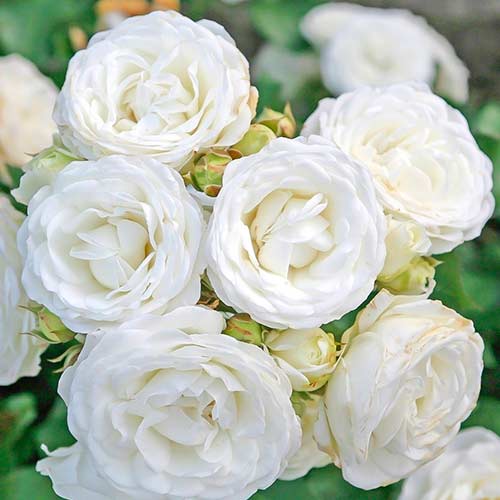 Ruža White Babyflor - : Monžstvo balíkov: 1 sad