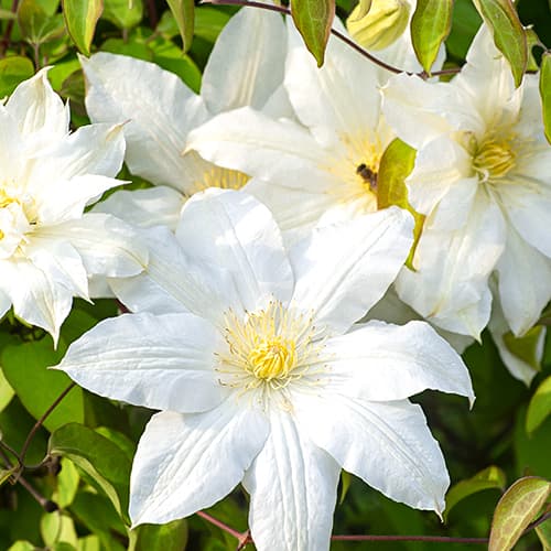 1 db, Iszalag (Clematis) Lemon Chiffo, P9 - Palánták: Mod de ambalare: 1 db