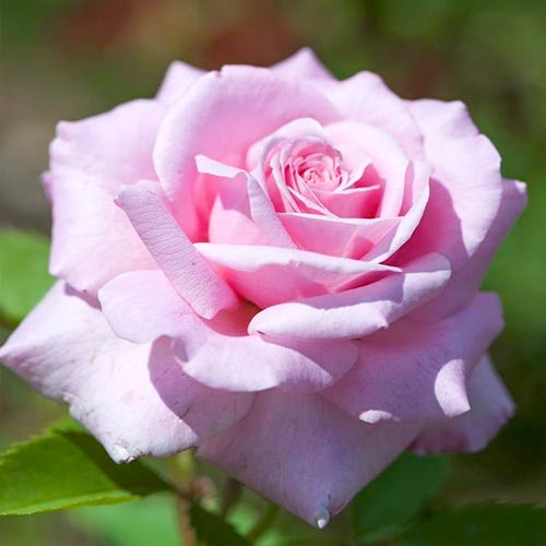 1 szt, Großblumige Rose Martina - Setzlinge: Ilość w opakowaniu: 1 szt