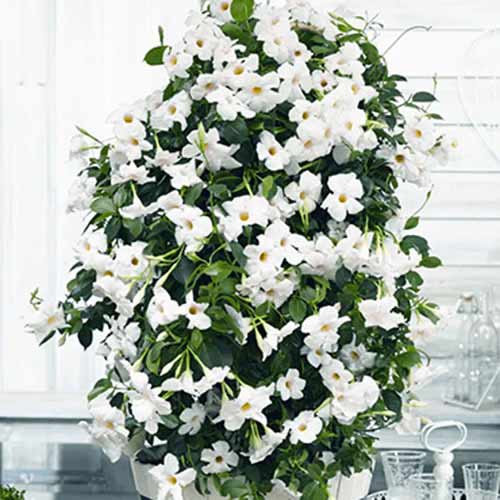 1 Stück, Mandevilla White - Stauden: Ilość w opakowaniu: 1 Stück