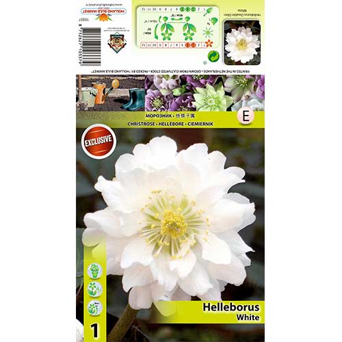 1 Stück, Christrose Double Ellen White - Stauden: Ilość w opakowaniu: 1 Stück
