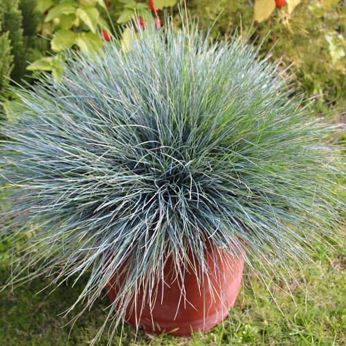 Festuca Elijah Blue, P9 - Plántulas: Ilość w opakowaniu: 1 none