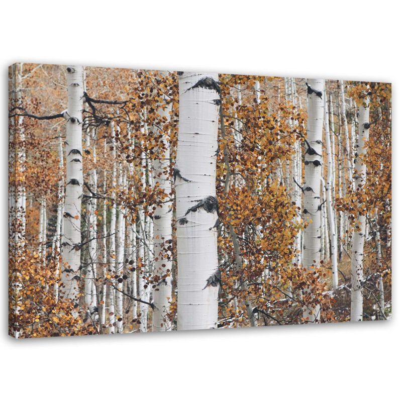 Obraz na płótnie Feeby Las brzozowy pejzaż natura 30x20cm 1szt