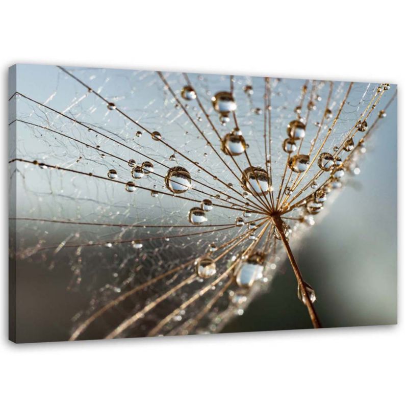 Obraz na płótnie Feeby Dmuchawiec w kroplach rosy 120x80cm 1szt