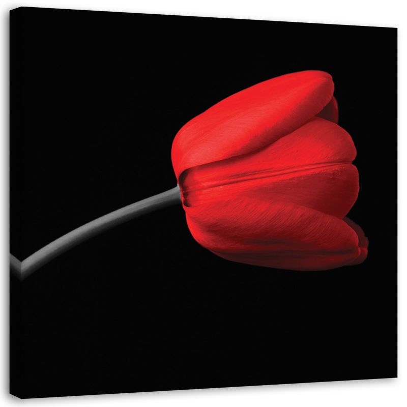 Obraz na płótnie Feeby Czerwony tulipan kwiat 40x40cm 1szt