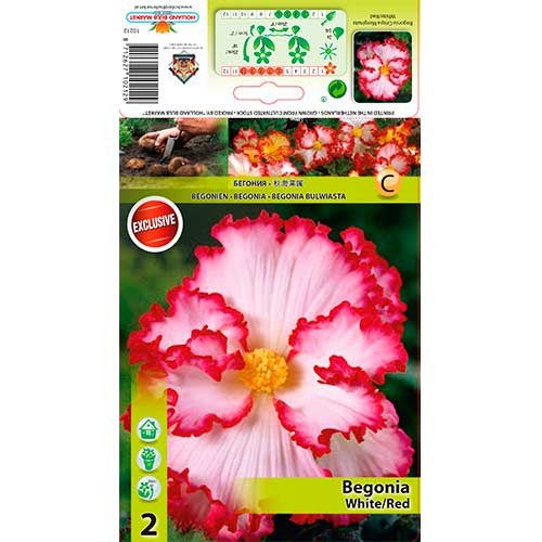 1 szt, Begonia (Crispa Marginata) White/Red - Byliny: Ilość w opakowaniu: 2 szt.