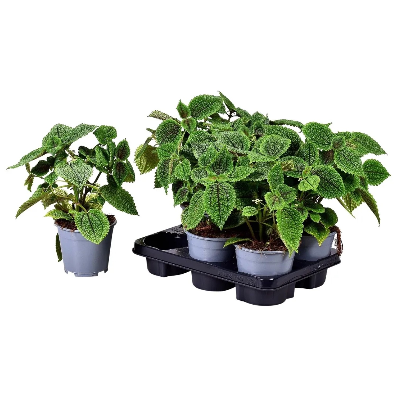 Pilea Moon valley