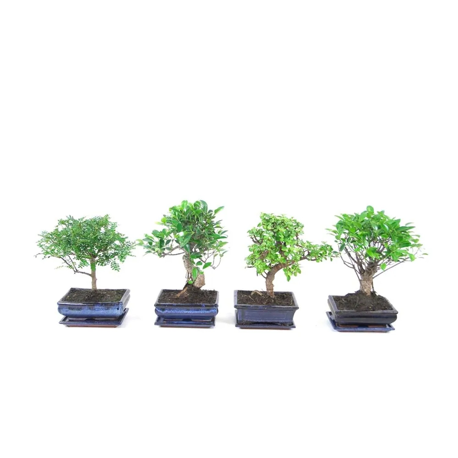 Drzewko Bonsai poziome z podstawką - don. 20 cm