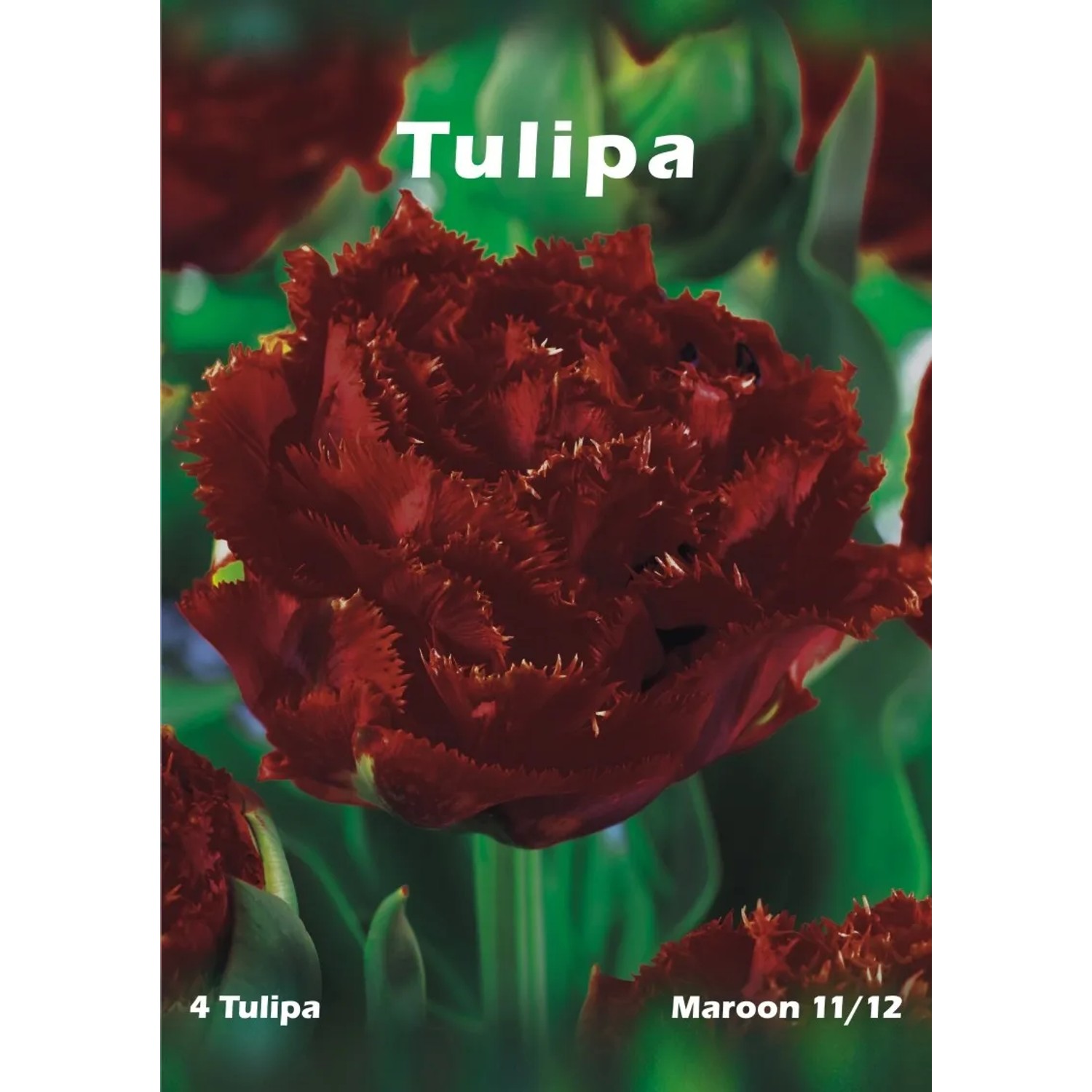 Tulipan odm. Maroon (Tulipa sp.)
