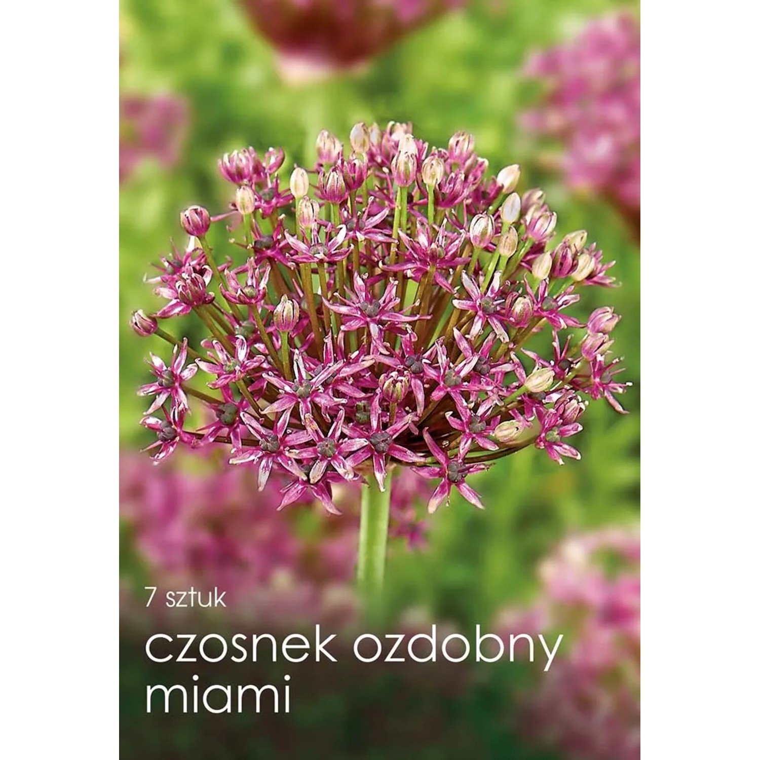 Czosnek (Allium) Miami - 7 szt.