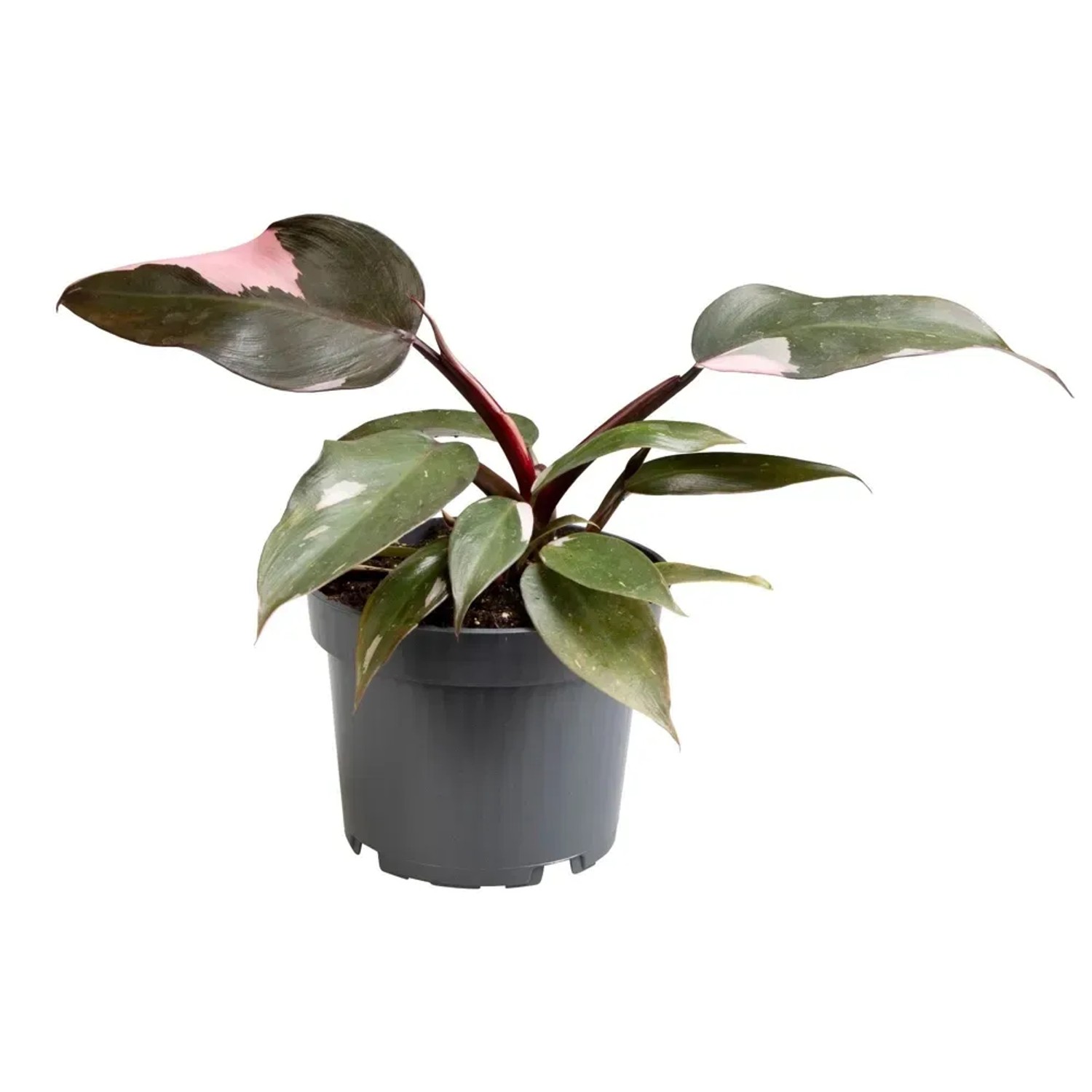 Filodendron (Philodendron) Pink Princess - don. 12 cm