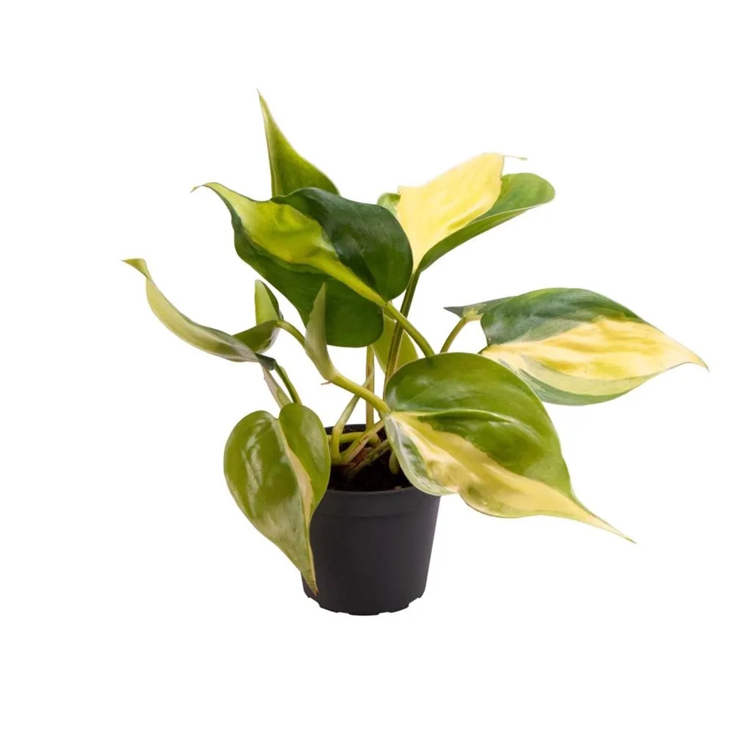 Filodendron (Philodendron) Scandens Brazil - don. 6 cm