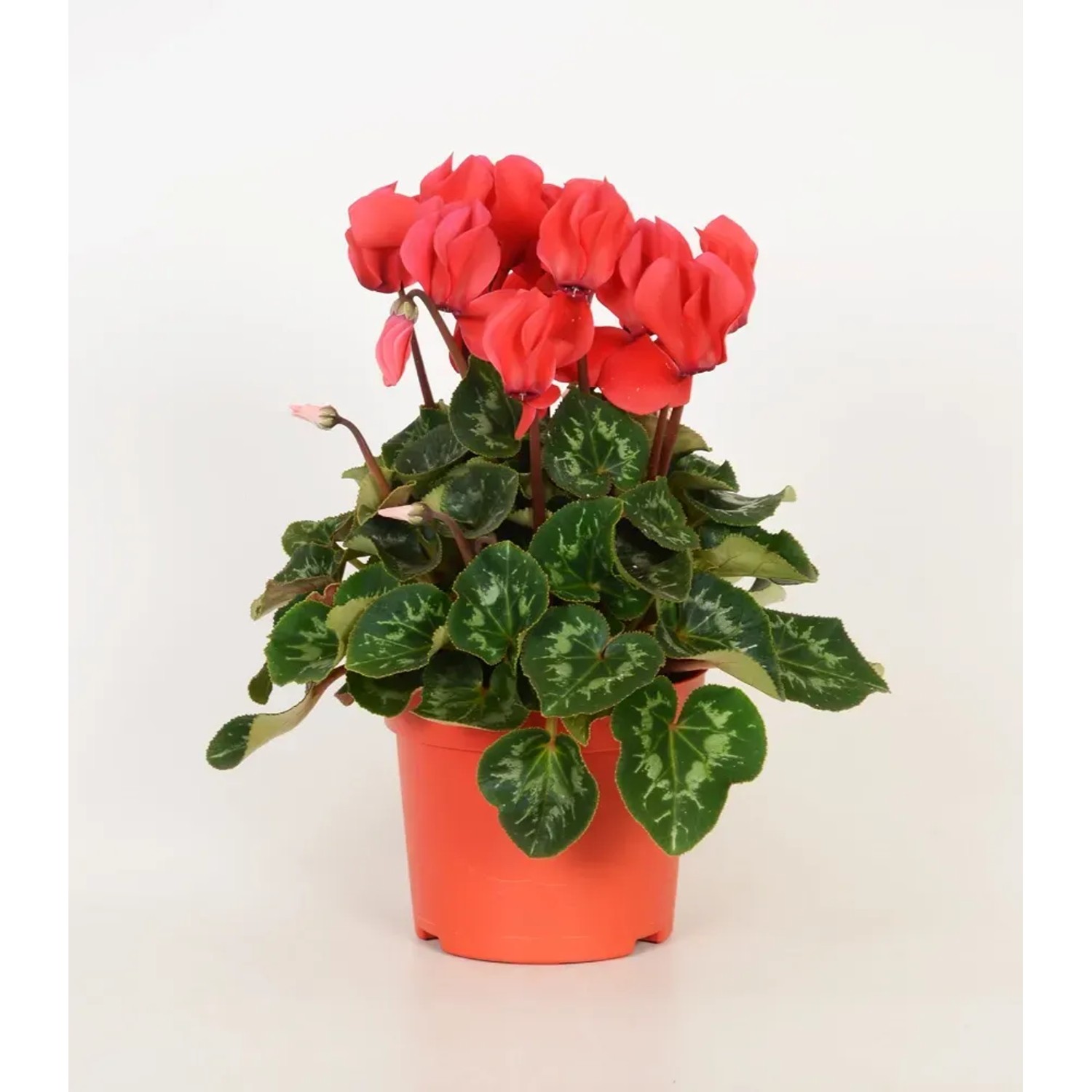 Cyklamen midi wielkokwiatowy czerwony don. 12cm
