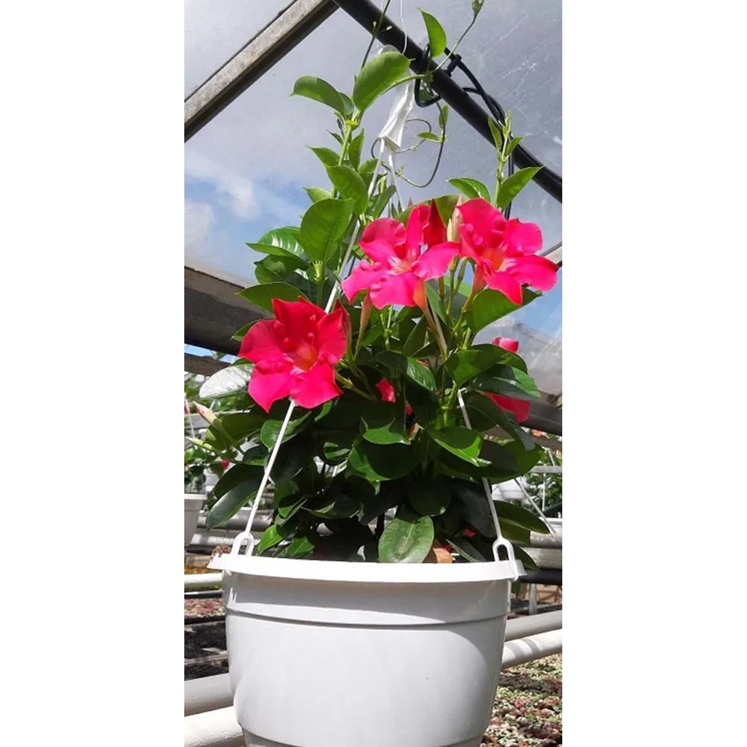 Dipladenia (Dipladenia Sundevilla ampla) - don. 24 cm