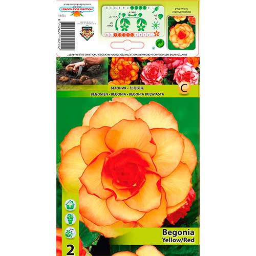 2 kus, Begónie Picotee Yellow/Red - : Monžstvo balíkov: 2 kus
