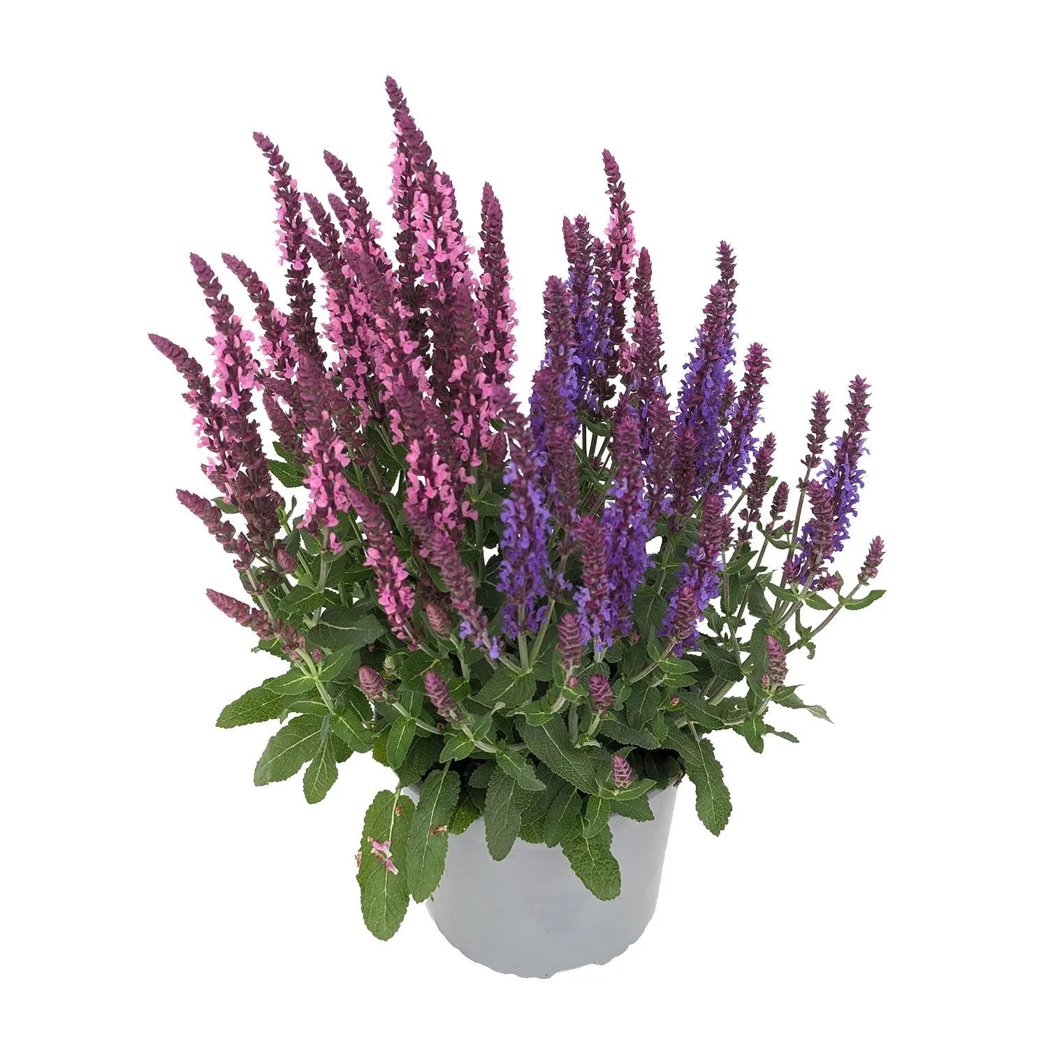 Szałwia omszona Sensation Duo (Salvia nemorosa) don. 17 cm