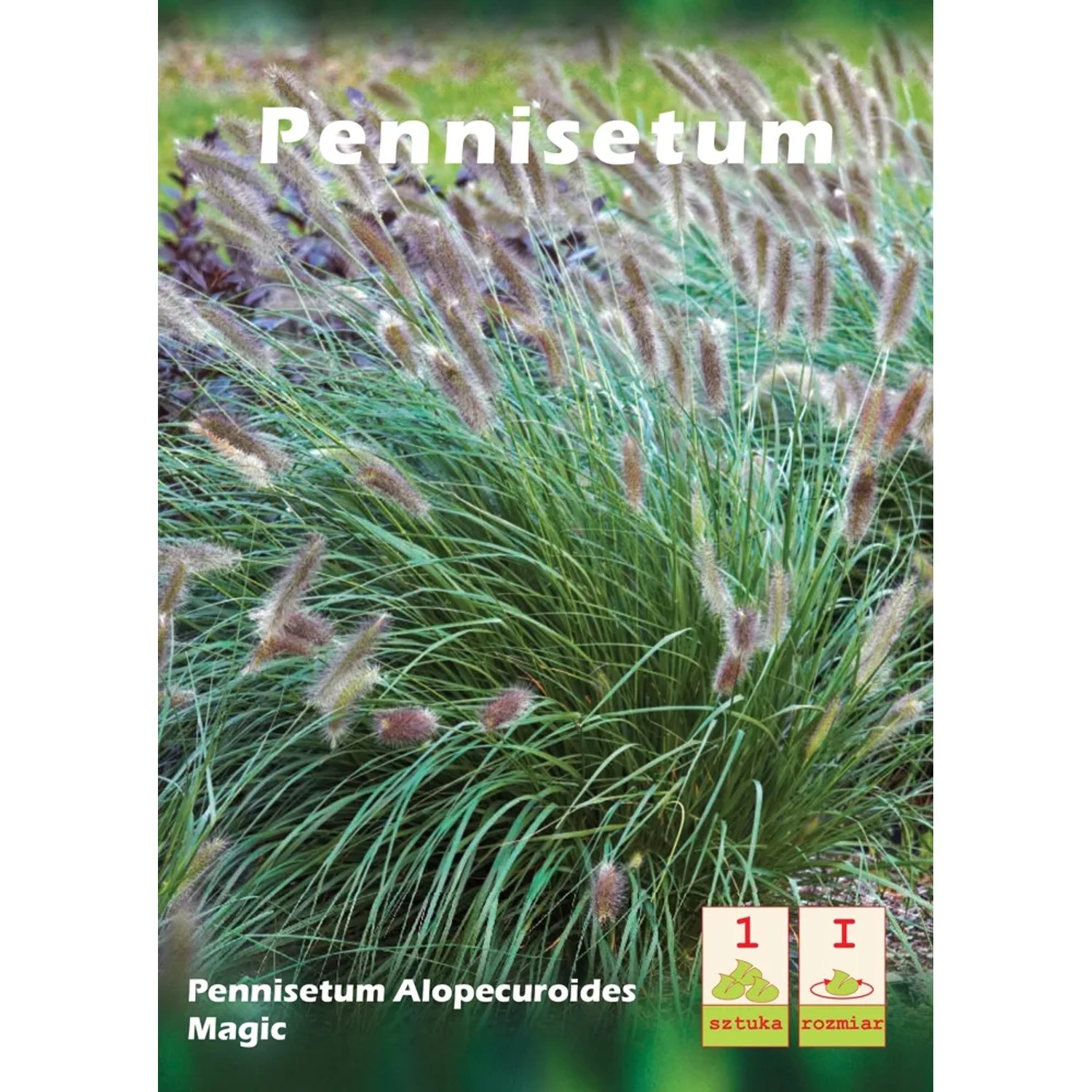 Pennisetum Magic 1 szt.