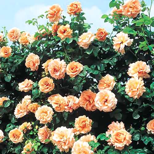1 buc, Trandafir urcător Polka - Butași: Mod de ambalare: 1 buc