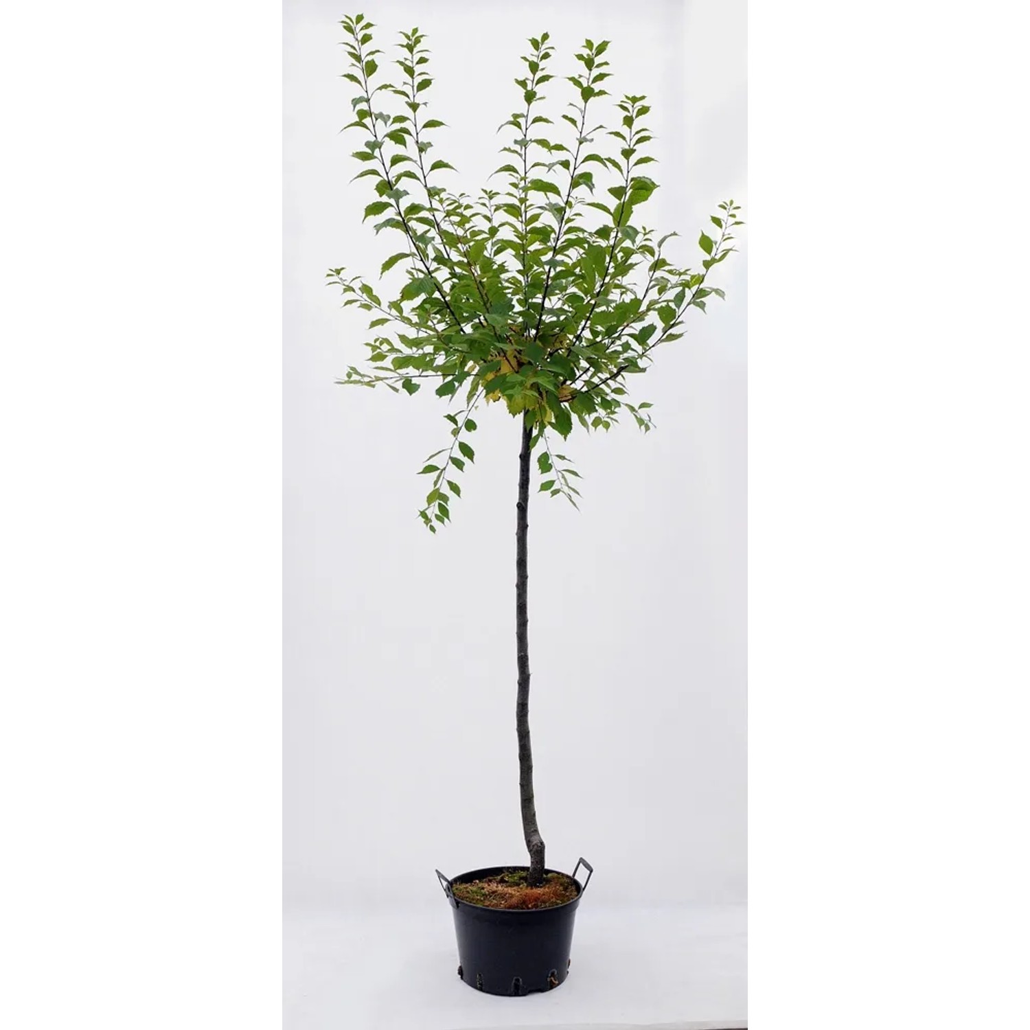 Prunus triloba wys. 140-150 cm don. 5L