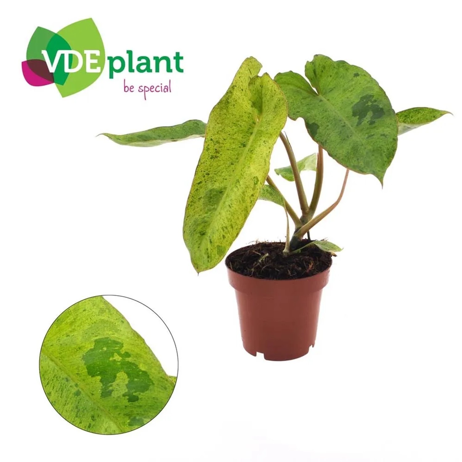 Filodendron (Philodendron Paraiso Verde) - don. 12 cm