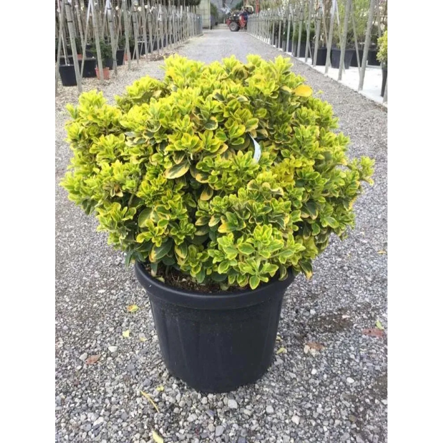 Trzmielina japońska Aureus kula - wys. 50-60 cm